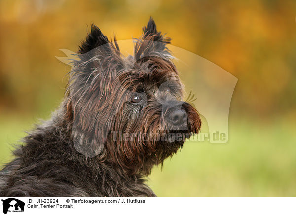 Cairn Terrier Portrait / JH-23924