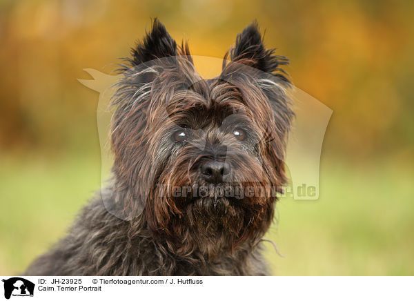 Cairn Terrier Portrait / JH-23925