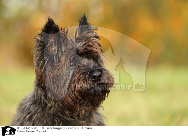 Cairn Terrier Portrait / JH-23926