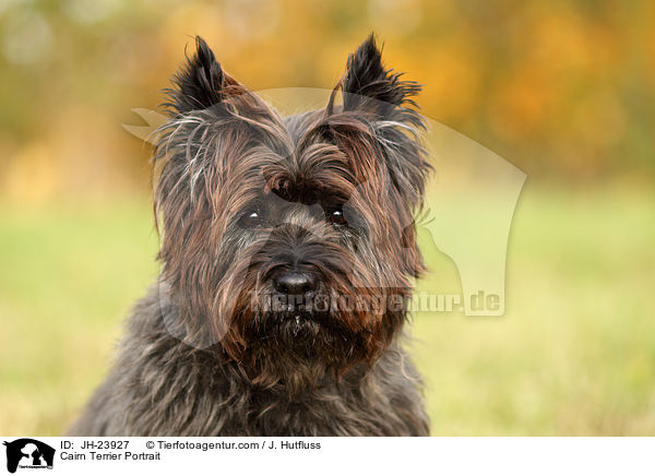 Cairn Terrier Portrait / JH-23927
