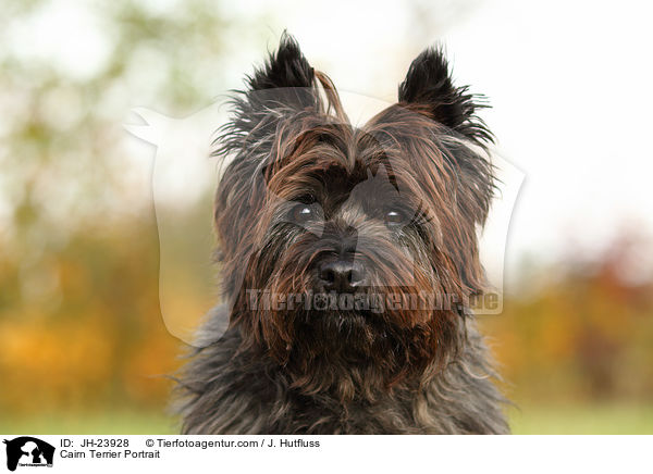 Cairn Terrier Portrait / JH-23928