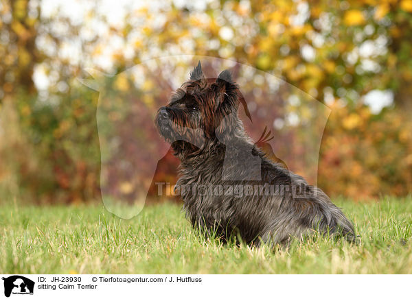 sitting Cairn Terrier / JH-23930