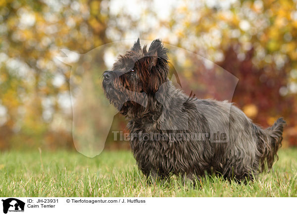 Cairn Terrier / JH-23931