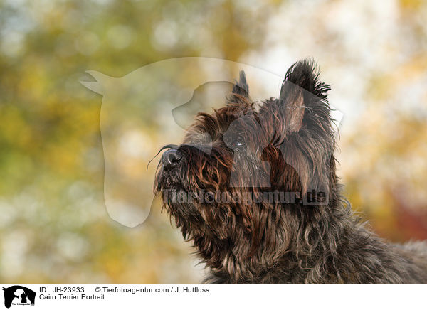 Cairn Terrier Portrait / JH-23933