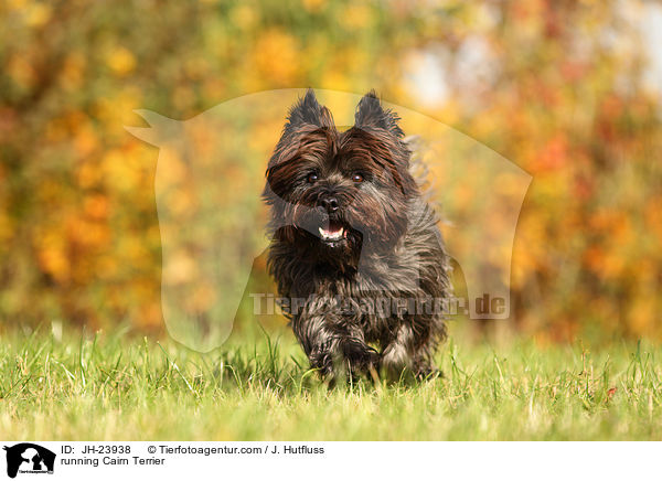 running Cairn Terrier / JH-23938