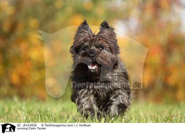 running Cairn Terrier / JH-23939