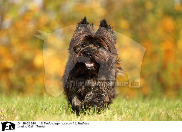 running Cairn Terrier / JH-23940