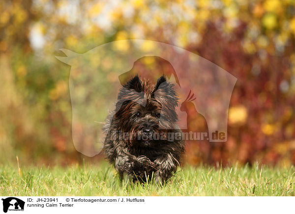 running Cairn Terrier / JH-23941