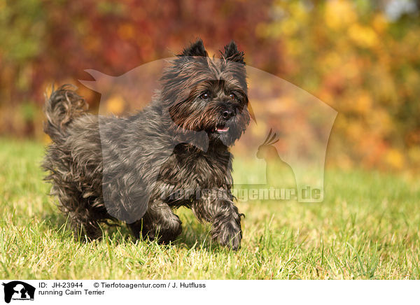 running Cairn Terrier / JH-23944