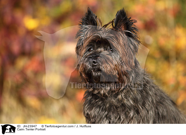 Cairn Terrier Portrait / JH-23947