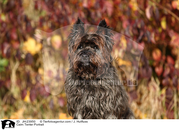 Cairn Terrier Portrait / JH-23950