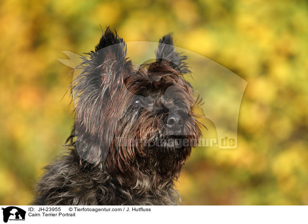 Cairn Terrier Portrait / JH-23955
