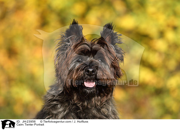 Cairn Terrier Portrait / JH-23956