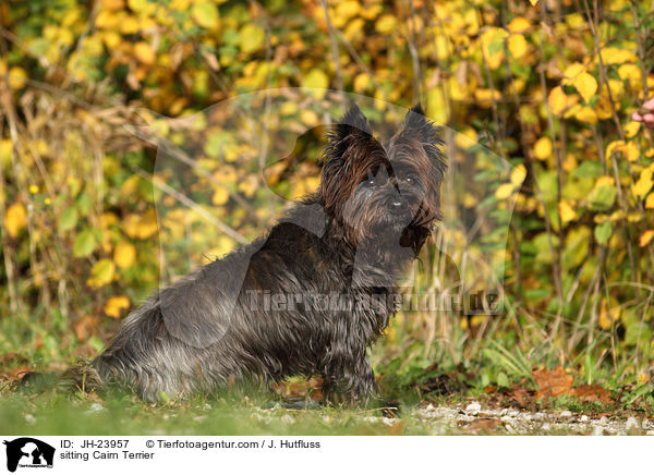 sitting Cairn Terrier / JH-23957