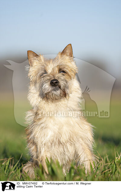 sitting Cairn Terrier / MW-07492