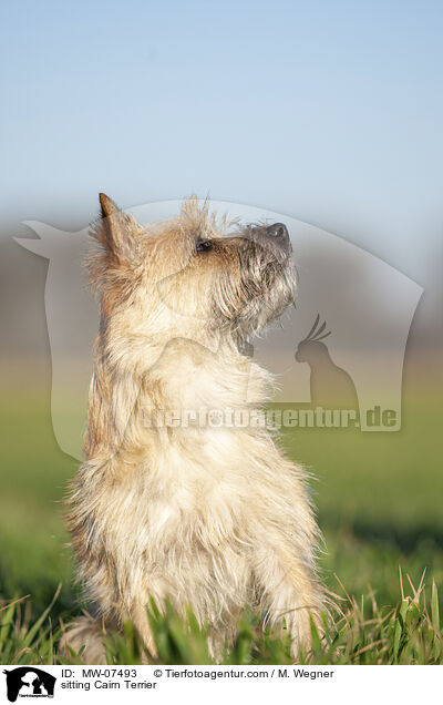 sitting Cairn Terrier / MW-07493