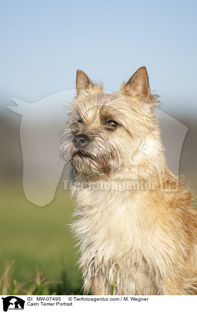 Cairn Terrier Portrait / MW-07495