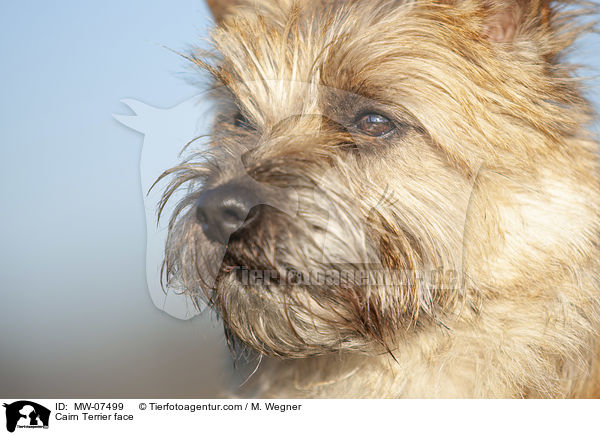 Cairn Terrier face / MW-07499