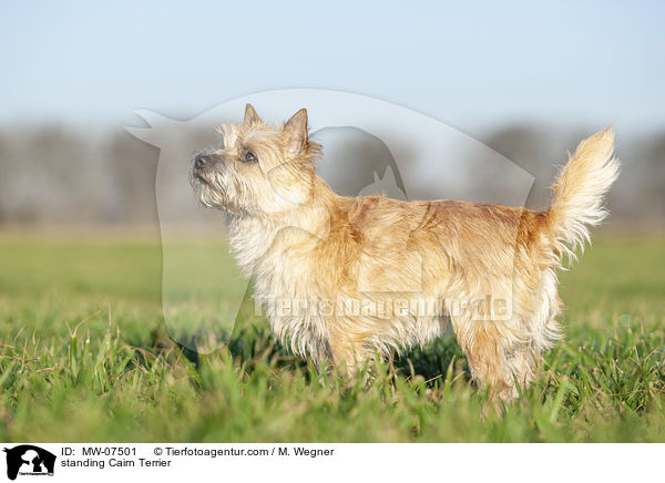 standing Cairn Terrier / MW-07501