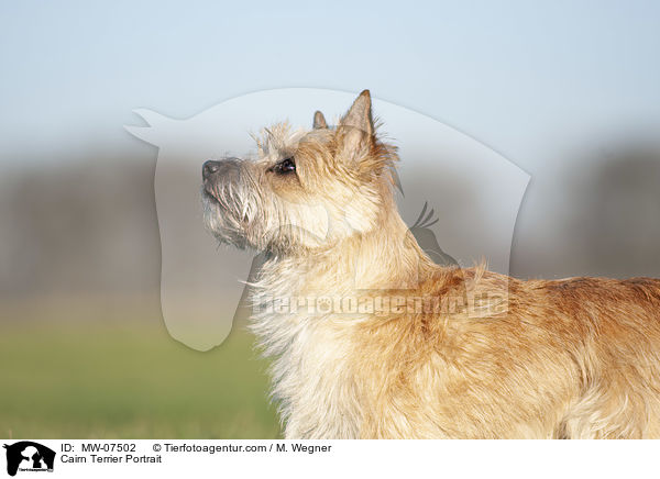 Cairn Terrier Portrait / MW-07502