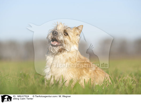 sitting Cairn Terrier / MW-07504
