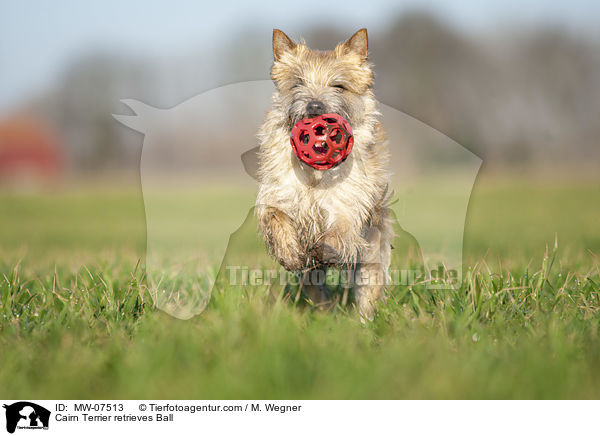 Cairn Terrier retrieves Ball / MW-07513