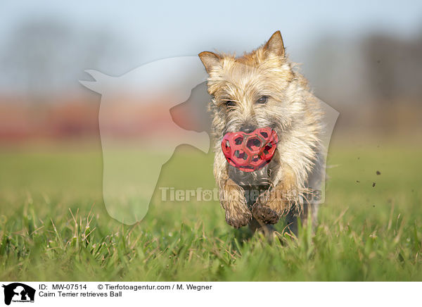 Cairn Terrier retrieves Ball / MW-07514