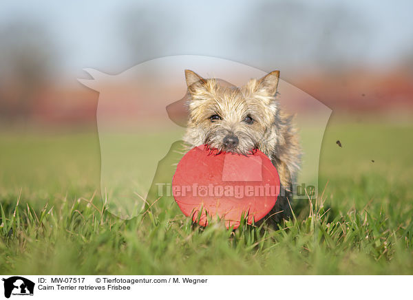 Cairn Terrier retrieves Frisbee / MW-07517