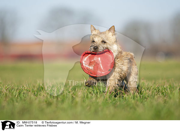 Cairn Terrier retrieves Frisbee / MW-07518