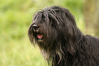 Portuguese Sheepdog