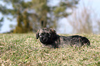 Co da Serra de Aires puppy