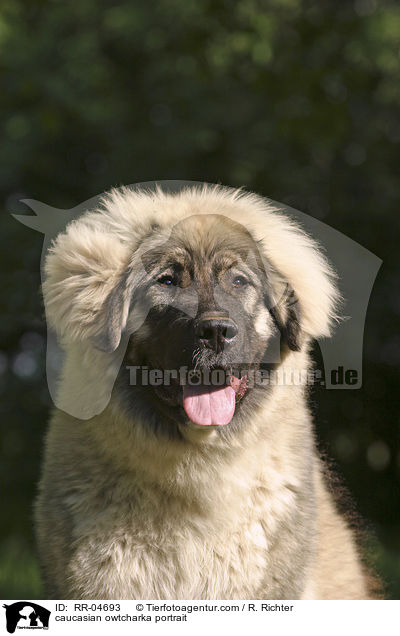 Kaukasischer Schferhund im Portrait / caucasian owtcharka portrait / RR-04693