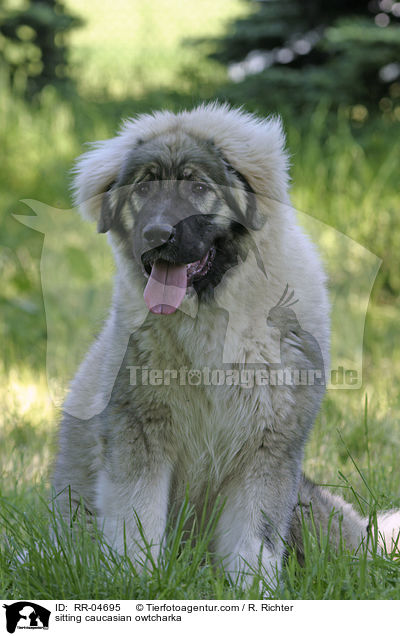 sitzender Kaukasischer Schferhund / sitting caucasian owtcharka / RR-04695