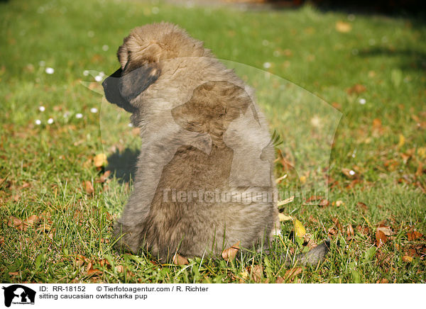 sitting caucasian owtscharka pup / RR-18152