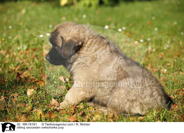 sitting caucasian owtscharka pup / RR-18161