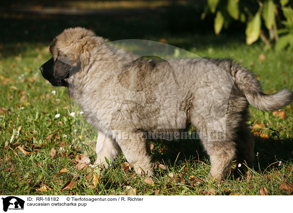 caucasian owtscharka pup / RR-18182