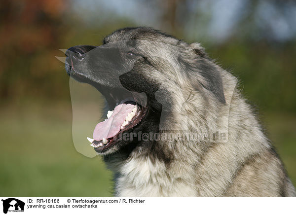 yawning caucasian owtscharka / RR-18186
