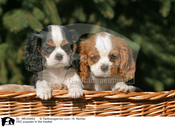 Cavalier King Charles Welpen im Krbchen / CKC puppies in the basket / RR-00662