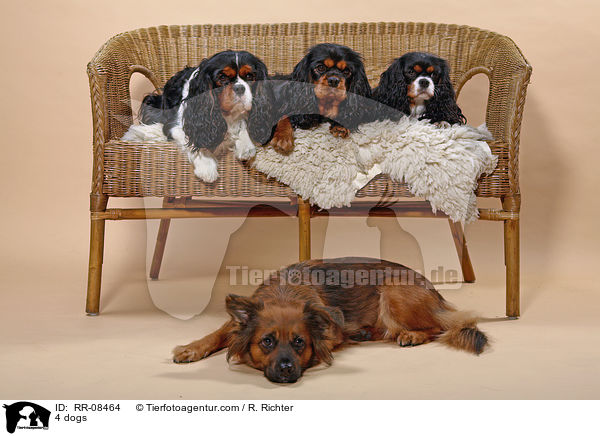 4 dogs / RR-08464