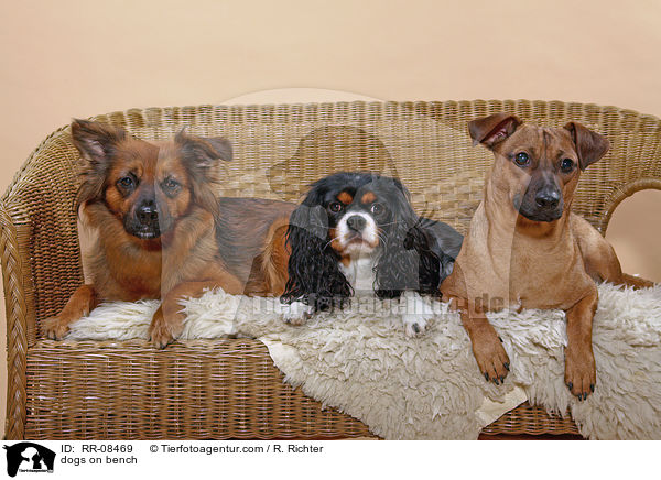 dogs on bench / RR-08469