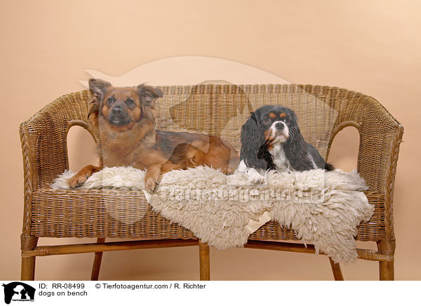 dogs on bench / RR-08499
