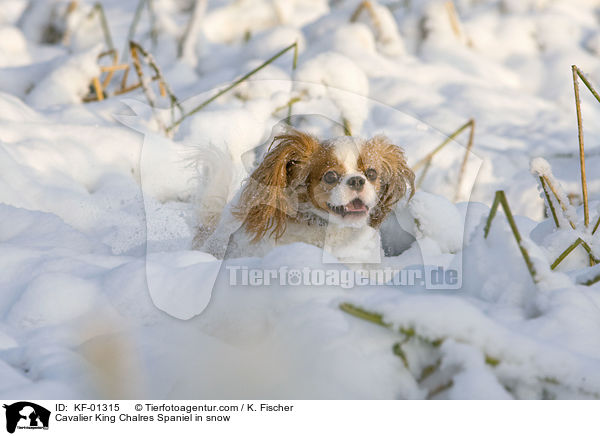 Cavalier King Chalres Spaniel in snow / KF-01315