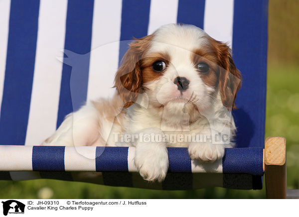 Cavalier King Charles Puppy / JH-09310