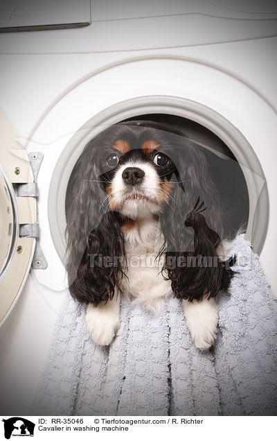 Cavalier in washing machine / RR-35046