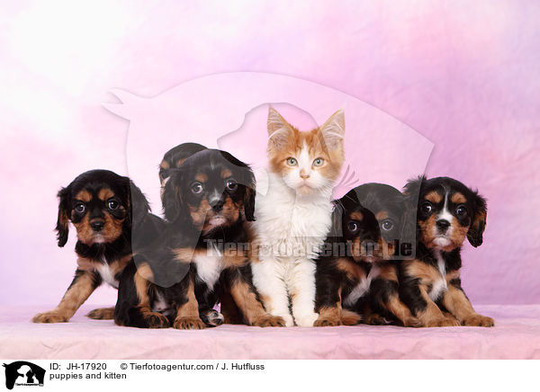 puppies and kitten / JH-17920