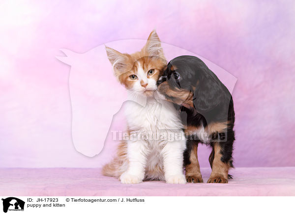 puppy and kitten / JH-17923