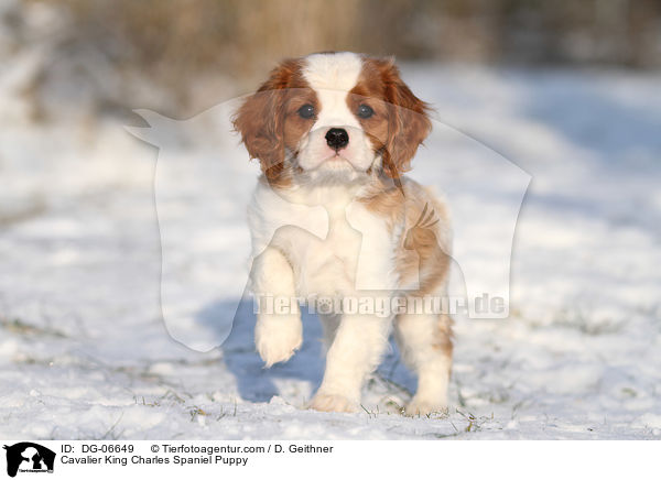 Cavalier King Charles Spaniel Puppy / DG-06649