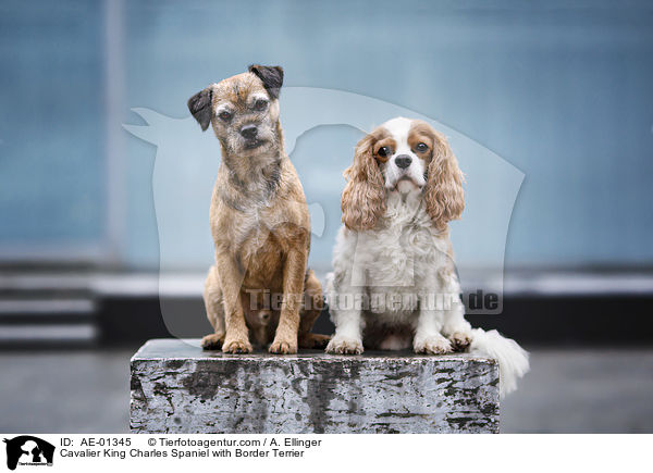 Cavalier King Charles Spaniel with Border Terrier / AE-01345