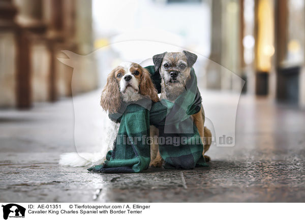 Cavalier King Charles Spaniel with Border Terrier / AE-01351