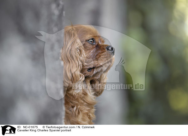 Cavalier King Charles Spaniel portrait / NC-01675